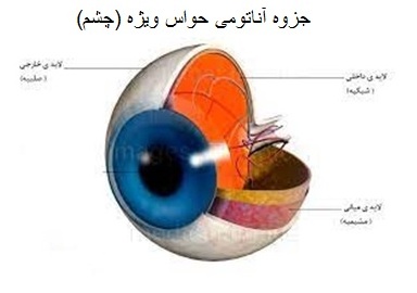  جزوه آناتومی حواس ویژه (چشم) دکتر محمد اکبری 28 صفحه کامل