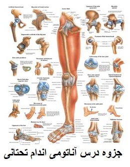 دانلود رایگان pdf جزوه درس آناتومی اندام تحتانی استاد دکتر چگینی 132 صفحه