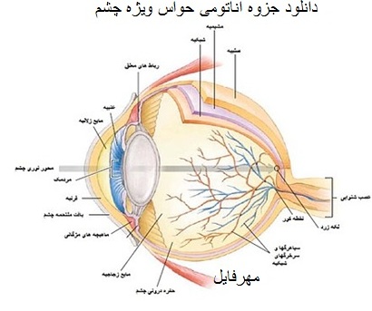 خرید و دانلود جزوه آناتومی حواس ویژه چشم دکتر محمد اکبری 28 صفحه