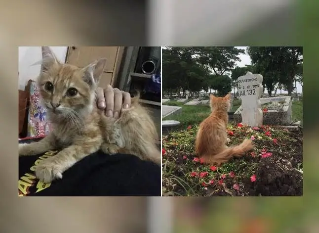 بعد از مرگ شخصی بچه گربه اش دچار افسردگی شد و از خوردن امتناع کرد تا زمانی که او را به قبر صاحبش آوردند 