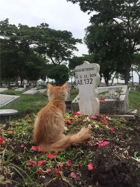 بعد از مرگ شخصی بچه گربه اش دچار افسردگی شد و از خوردن امتناع کرد تا زمانی که او را به قبر صاحبش آوردند