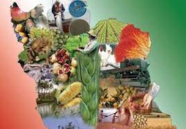 حدود ۸۵ درصد امنیت غذایی کشور تامین شده است - ایسنا