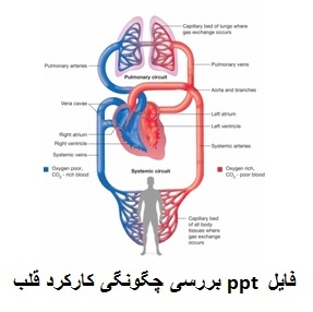 دانلود رایگان ppt بررسی چگونگی کارکرد قلب 26 اسلاید