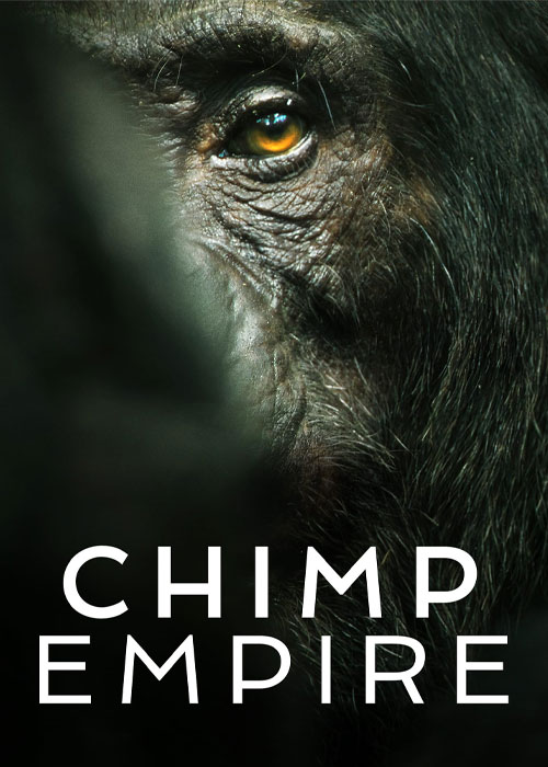 دانلود مستند سریالی امپراتوری شامپانزه ها Chimp Empire 2023