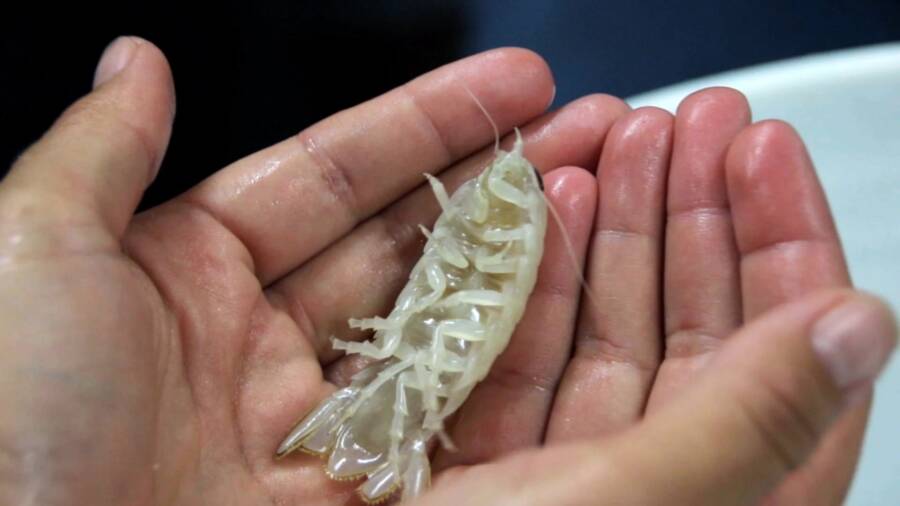 کشف گونه جدیدی از سخت پوستان شفاف را در سواحل باهاما