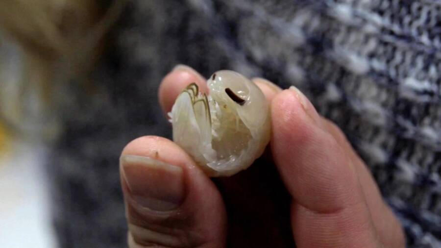 کشف گونه جدیدی از سخت پوستان شفاف را در سواحل باهاما