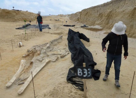 مرگ مرموز در گورستان نهنگ 9 میلیون ساله