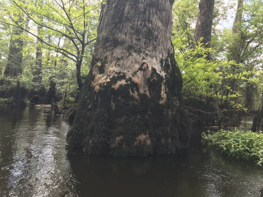 دانشمندان درختی را پیرتر از مسیحیت در باتلاق کارولینای شمالی یافتند