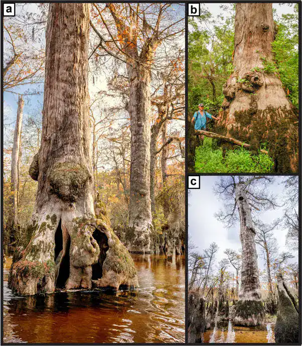 دانشمندان درختی را پیرتر از مسیحیت در باتلاق کارولینای شمالی یافتند