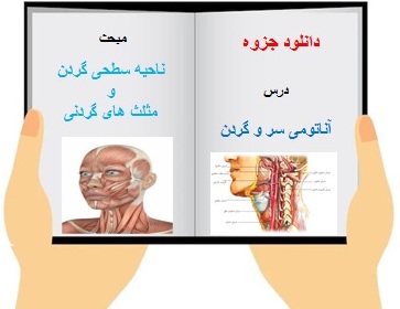 pdf رایگان جزوه درس آناتومی سر و گردن مبحث ناحیه سطحی گردن و مثلث های گردنی 