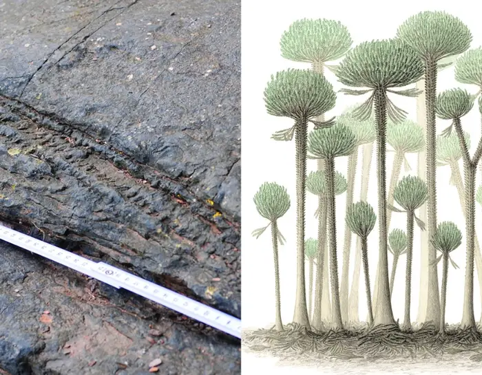 قدیمی ترین جنگل شناخته شده جهان در انگلیس کشف شد