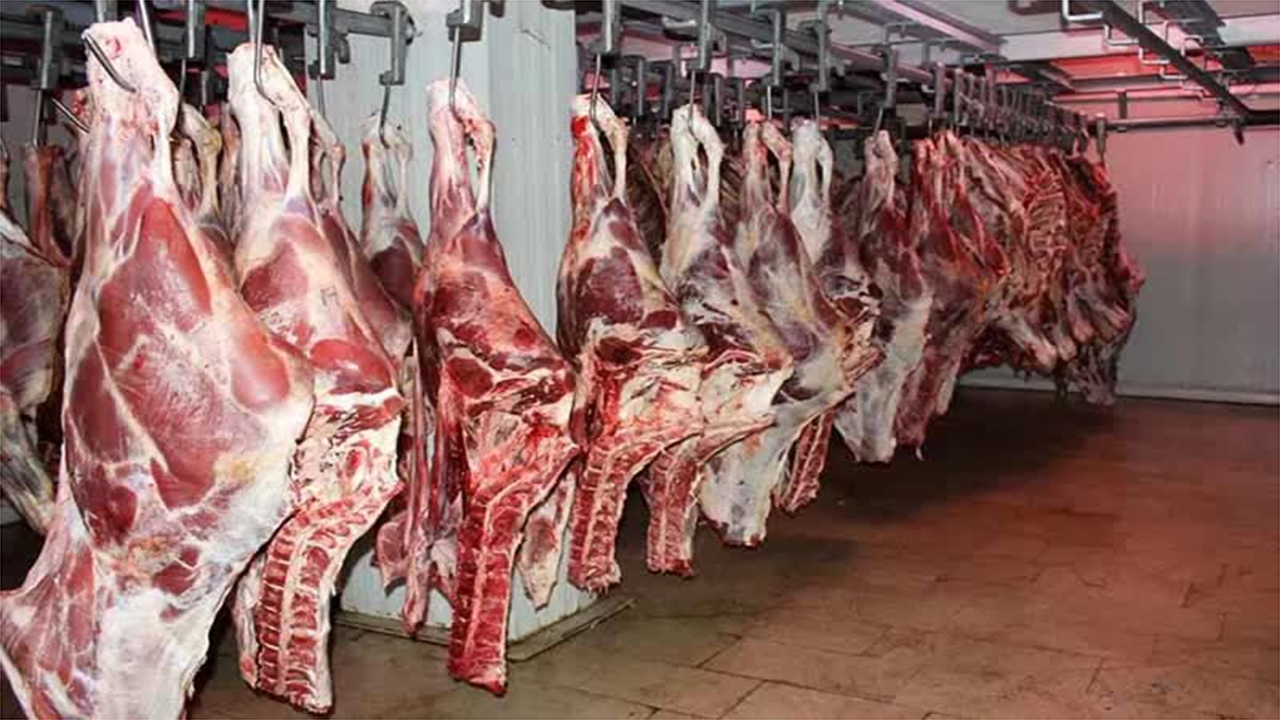 تولید بالغ بر دو هزار و ۶۰۰ تن گوشت قرمز در بیضا