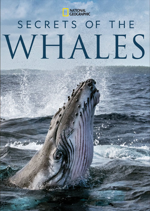 دانلود مستند سریالی اسرار نهنگ ها Secrets of the Whales 2021
