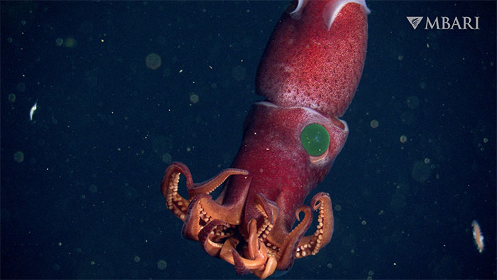 زیبایی مرموز ماهی مرکب توت فرنگی را با چشمانی عجیب ببینید