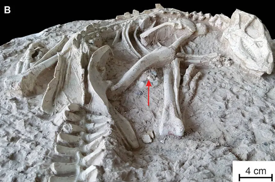 گونه جدیدی از دایناسور 125 میلیون ساله به طور کامل در پمپئی کرتاسه حفظ شده است