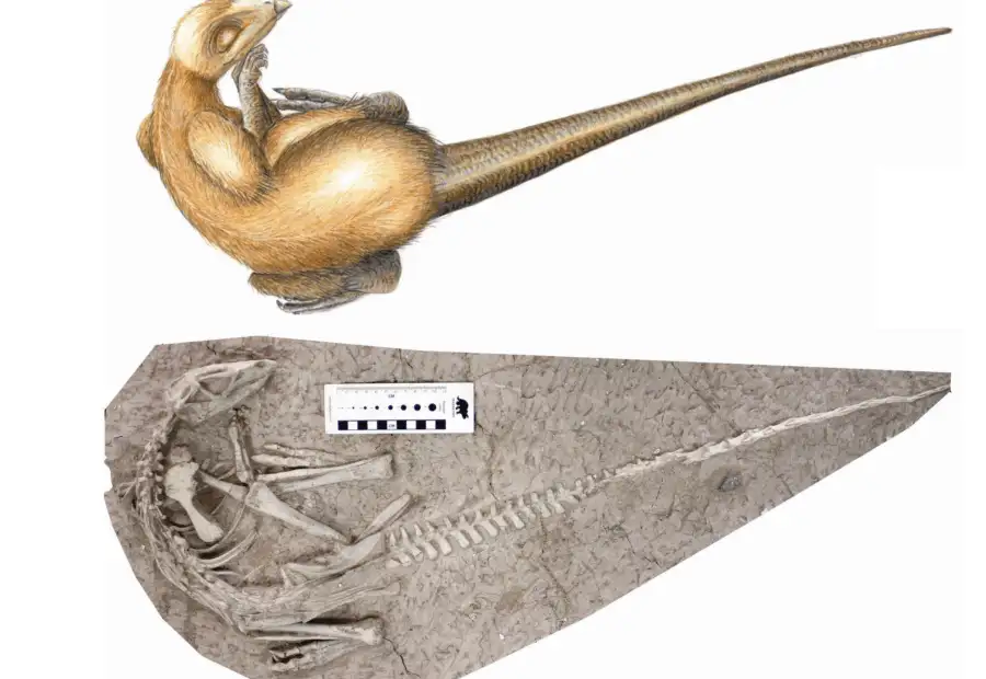 گونه جدیدی از دایناسور 125 میلیون ساله به طور کامل در "پمپئی کرتاسه" حفظ شده است