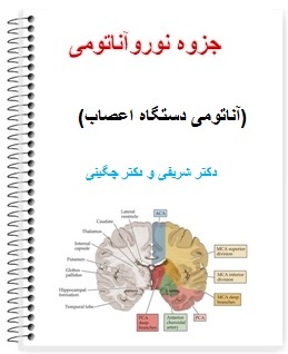 دانلود رایگان جزوه نوروآناتومی (آناتومی دستگاه اعصاب) دکتر شریفی و دکتر چگینی