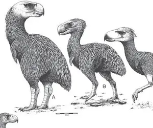 استخوان های 115000 ساله نشان داد کودک نئاندرتال توسط پرنده ماقبل تاریخ خورده شده