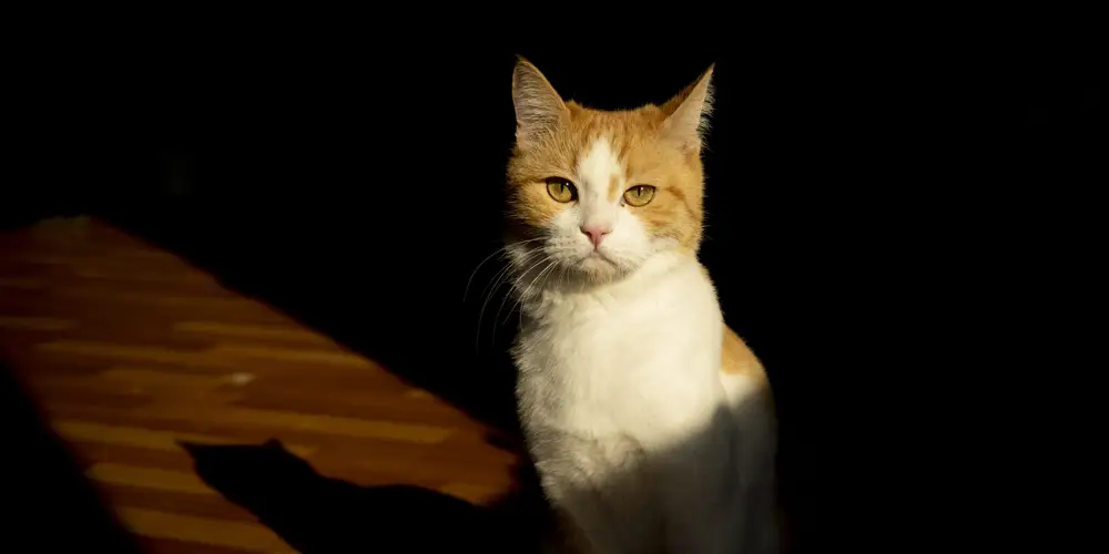 گربه ها در مقایسه با انسان دنیای بیرون و رنگ ها را چگونه می بینند؟