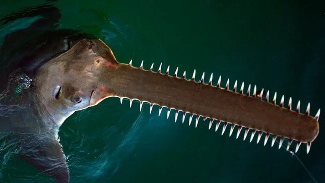 چرا ماهی های منقار دندان اره ای در معرض خطر انقراض قرار دارند؟