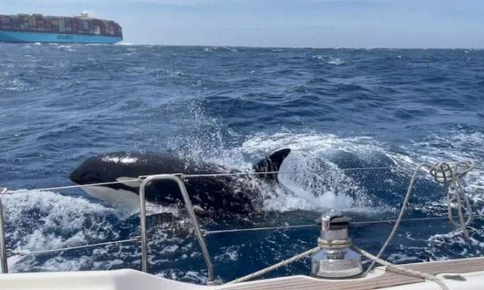 رمزگشایی دلایل حمله نهنگ های قاتل به کشتی ها