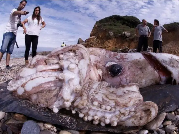 ماهی مرکب غول پیکر که می تواند در زیر دریا پنهان شود