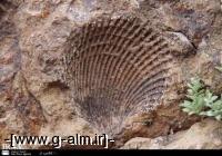  کشف فسیل صدفی 65 میلیون ساله در تربت حیدریه 