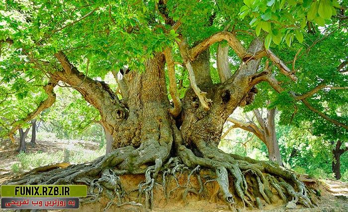 قدیمی ترین درخت های دنیا