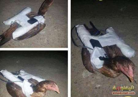 بمب گذاری پرندگان توسط داعش