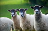 معیار های دسته بندی نژادهای گوسفند: