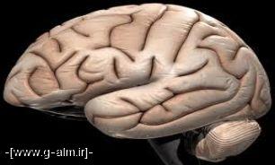  تصویربرداری بی‌سابقه از مغز انسان با وضوح نانو