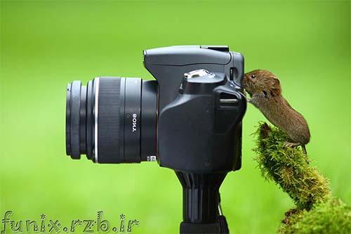 حیواناتی که عاشق عکس و عکاسی هستند!