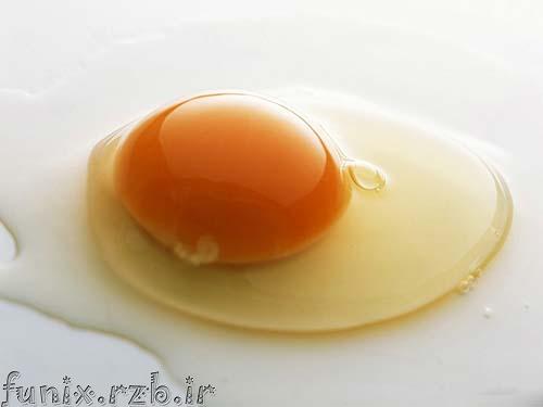 فواید تخم مرغ برای کودک