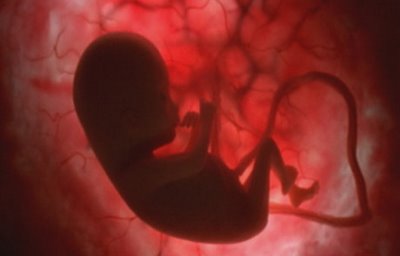 بررسی تطبیقی مراحل امبریوژنز تکامل جنین، از دیدگاه قرآن و علم جنین شناسی: 
