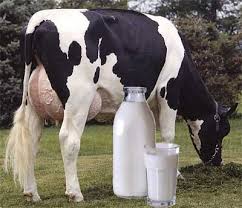 بهبود کیفیت شیر