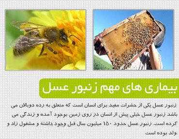 آموزش پیشرفته پرورش زنبور عسل  (تصویری) زنبور داری / اورجینال