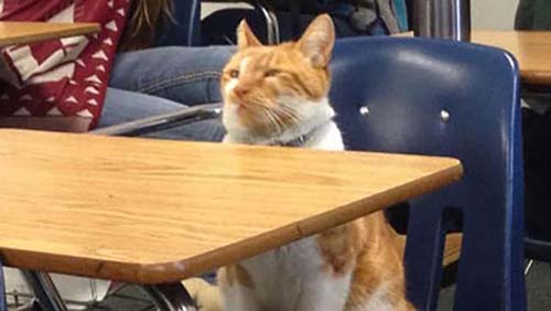 گربه‎ای که کارت دانشجویی گرفت! + عکس