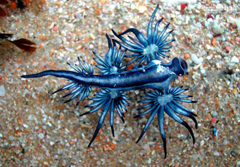  موجودات دریایی شبیه به موجودات فضایی (عکس)
