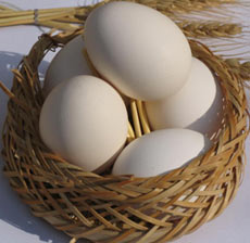  چرا تخم مرغ بیضوی است؟ 