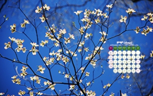 3-dogwood blossoms-low.jpg (314×197)
