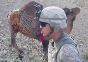 لگد شتر افغان به تفنگدار آمریکایی! + فیلم