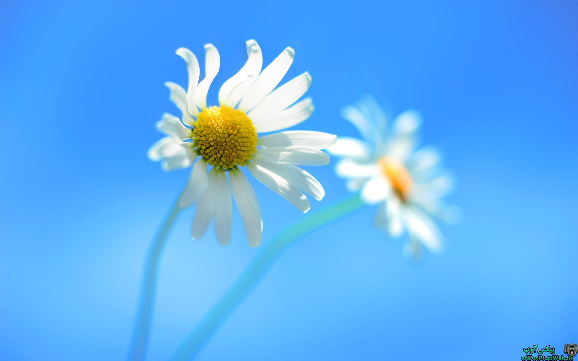 عکس پس زمینه گل ویندوز 8