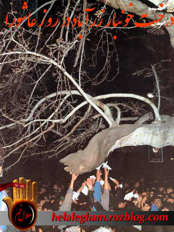 مستند معجزه اشک خون درخت چنار زرآباد در عاشورا