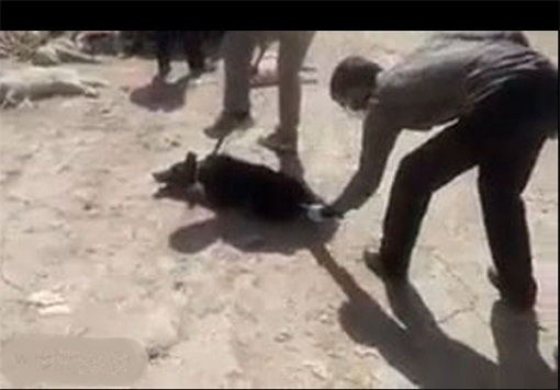 دانلود کلیپ سگ کشی در شیراز و تهران با تزریق اسید