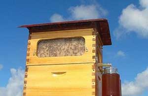  تولید عسل با گردش یک کلید فناورانه در کندو! 