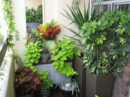خرید گیاهان آپارتمانی و مراقبت‌های بعد از خرید