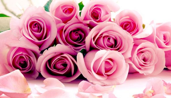 نایاب ترین گل رز جهان به نام بنت +عکس
